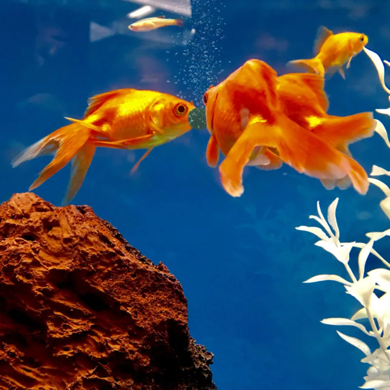 100 adet Yüksek Saflıkta Spiru - Fish Food Flake incelemesi ve fiyatı