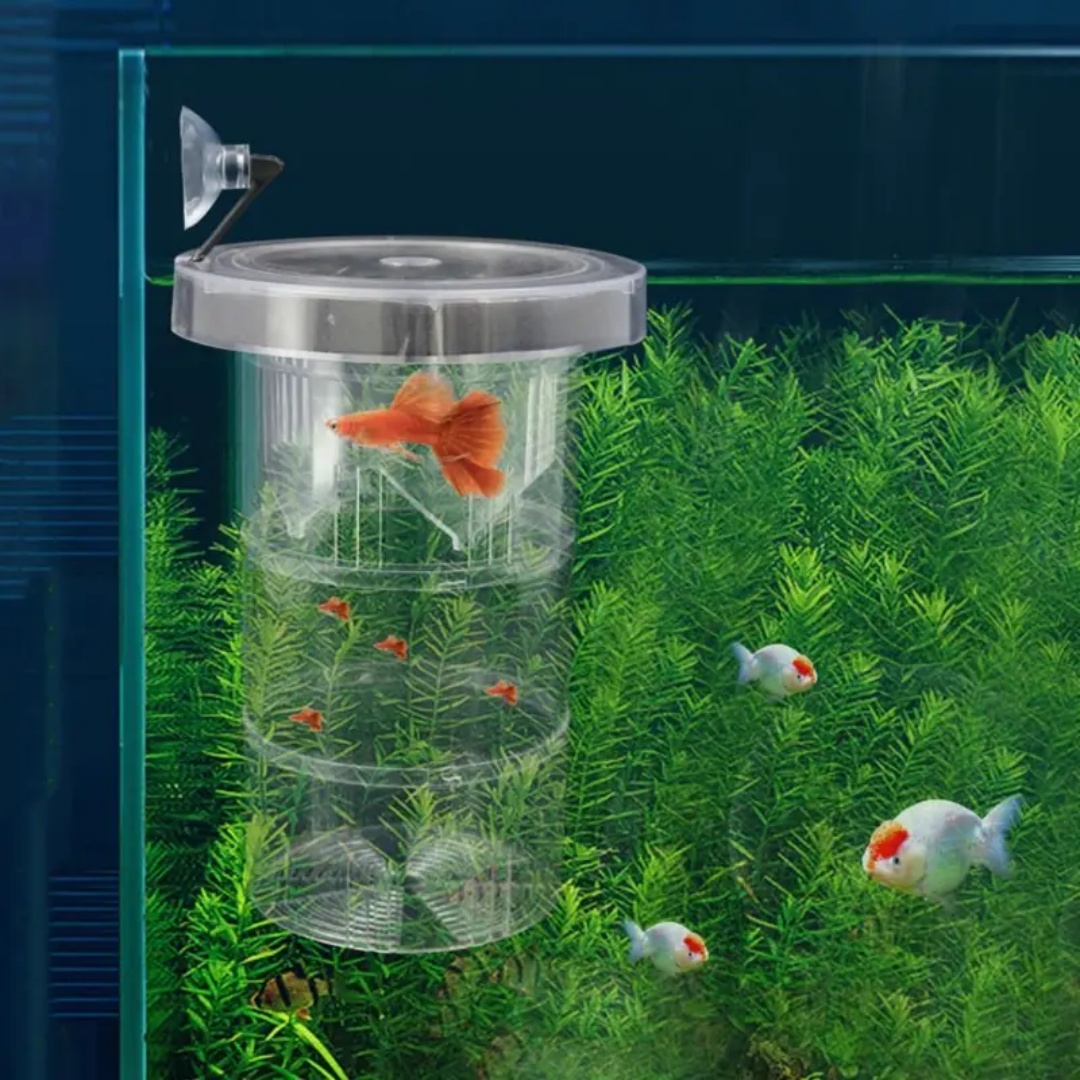 Akrilik Yüzen Balık Yetiştirme - Aquarium Fish Marine incelemesi ve fiyatı
